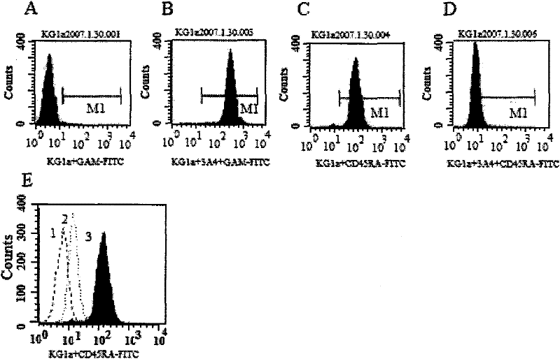Anti-human CD45RA rat immune globulin variable region gene and application