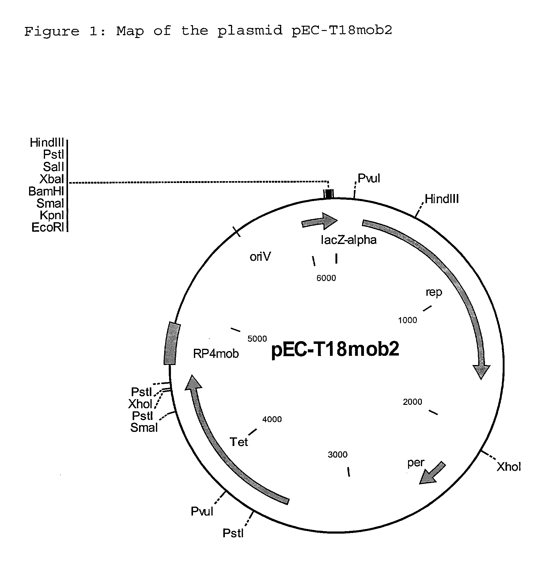 Process for the preparation of L-amino acids with amplification of the zwf gene