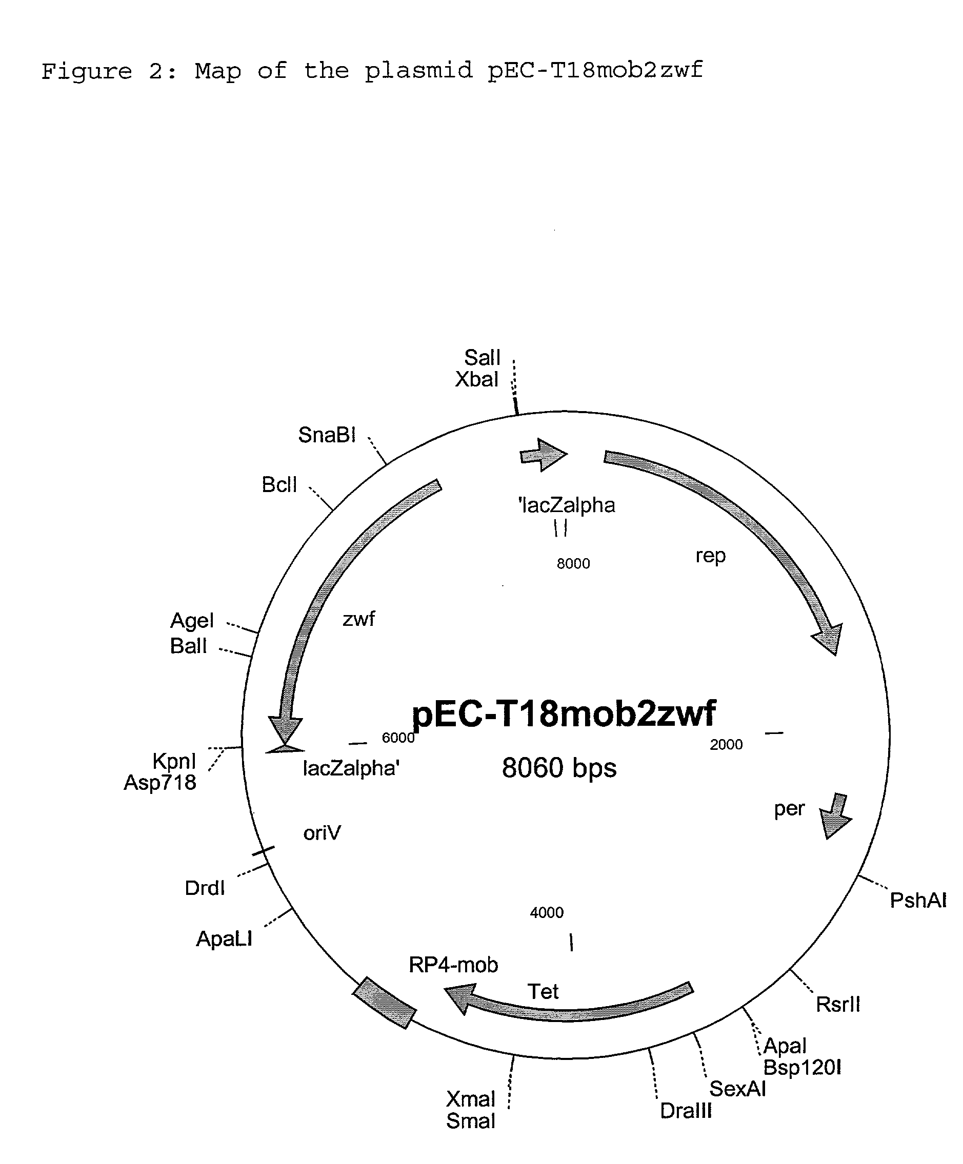 Process for the preparation of L-amino acids with amplification of the zwf gene