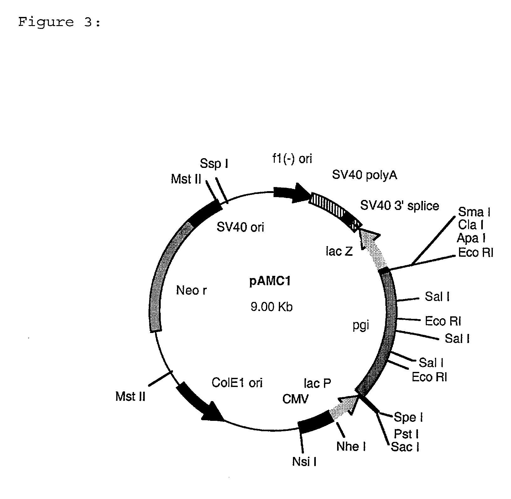 Process for the preparation of L-amino acids with amplification of the zwf gene