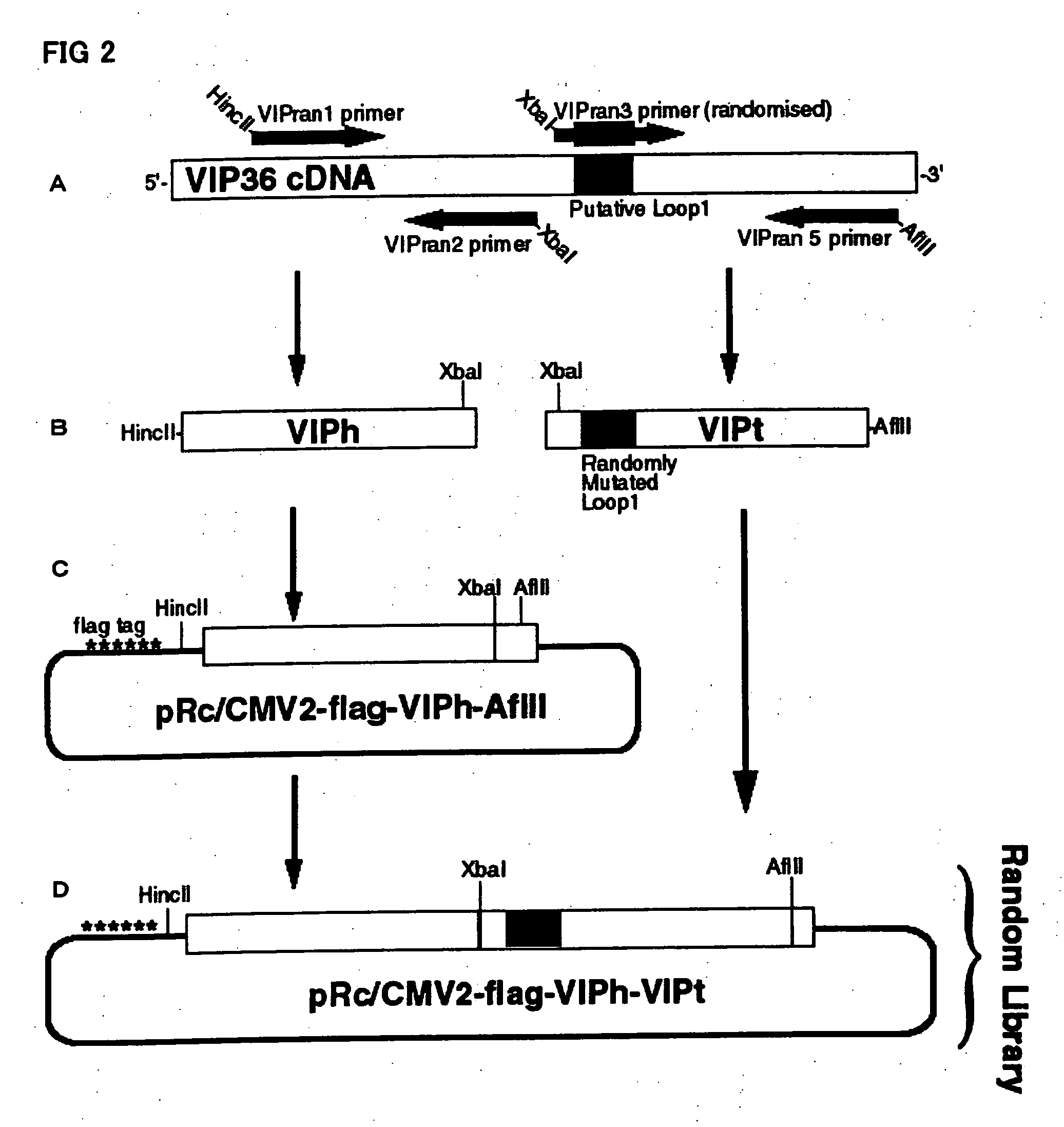 Sugar chain library constructed via cargo receptor gene modification