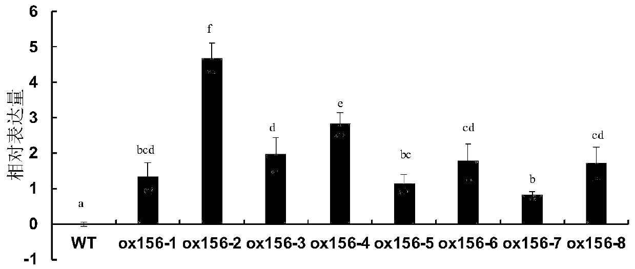 Application of miR156 and related biomaterial thereof in regulating disease resistance of plants