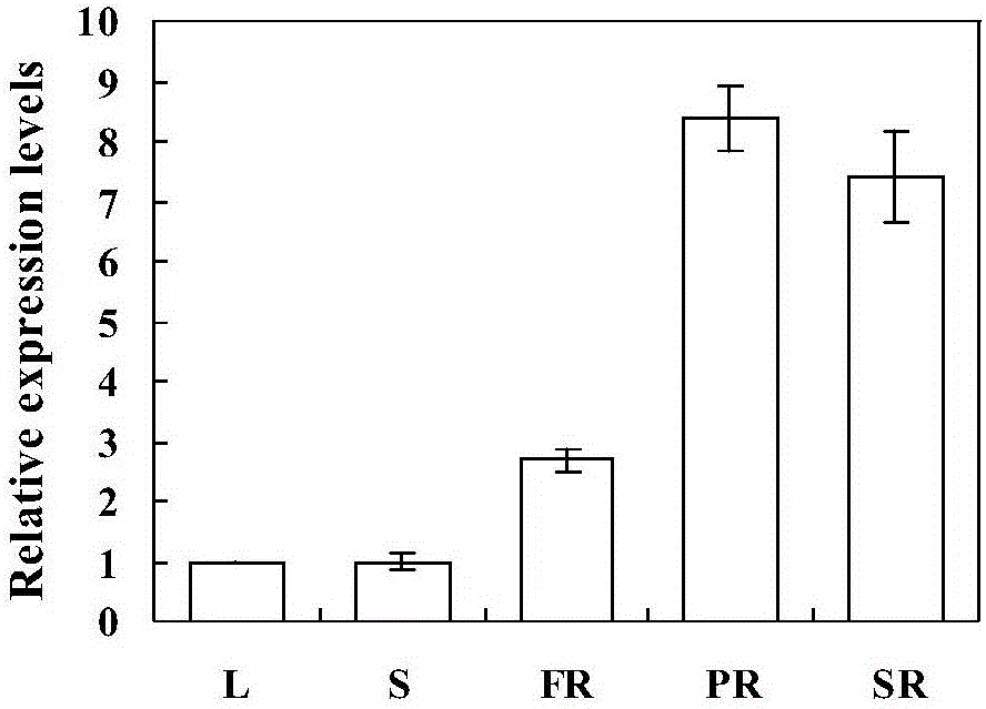 Gene for encoding sweet potato ERF (ethylene responsive factor) transcription factor