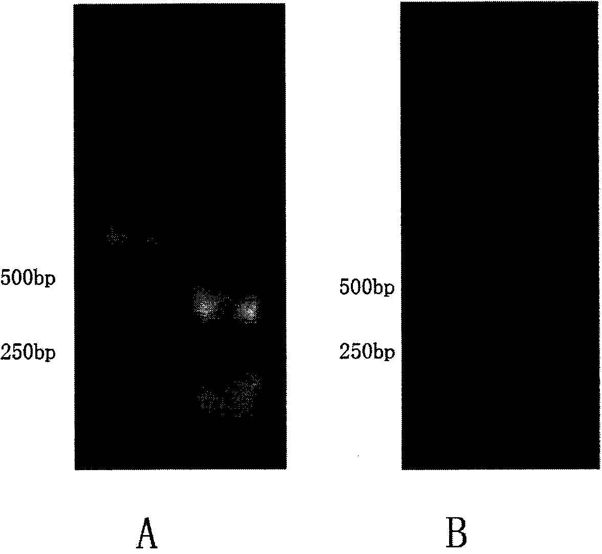 Anti-human Delta like4 monoclonal antibody