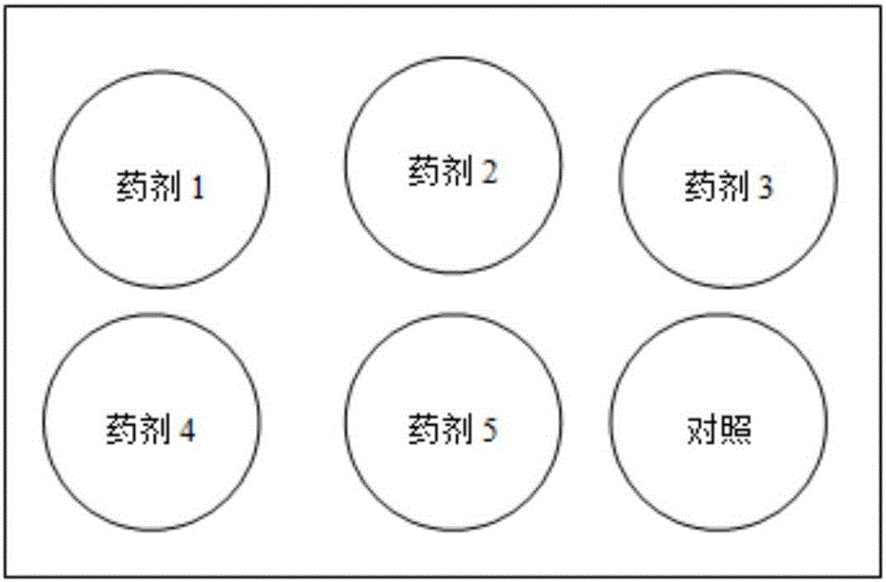 Rapid detection method for botrytis cinerea on drug resistance of multiple agents