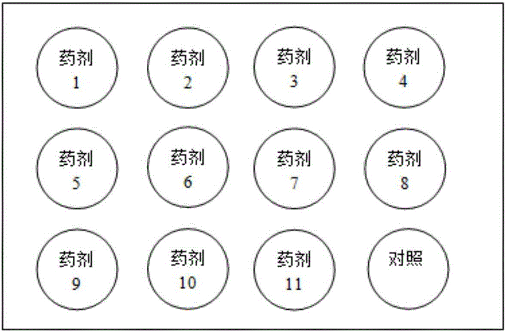 Rapid detection method for botrytis cinerea on drug resistance of multiple agents