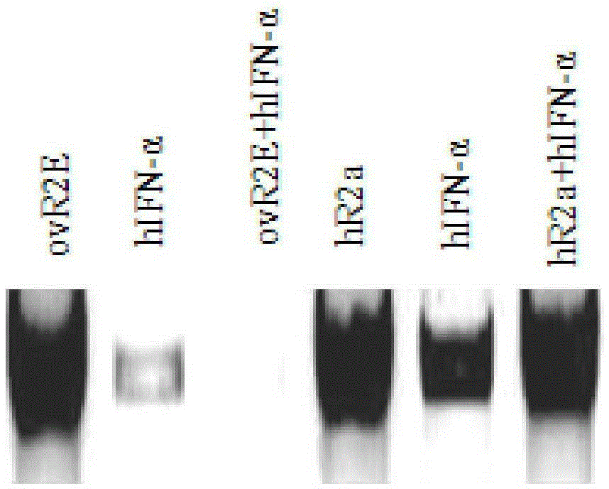 Application of ovR2E in curative effect of HBV infection treatment