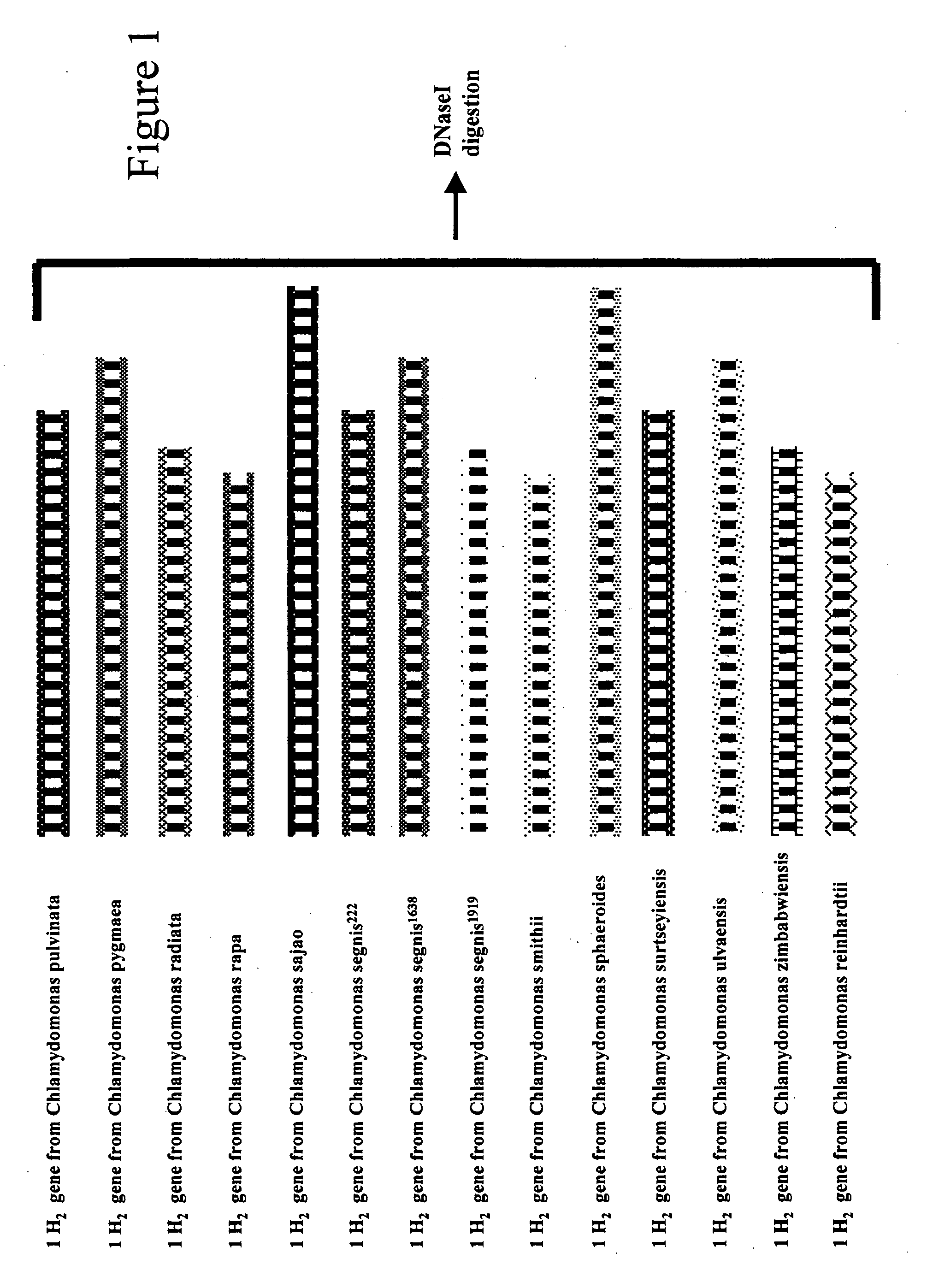 Methods and compositions for evolving microbial hydrogen production