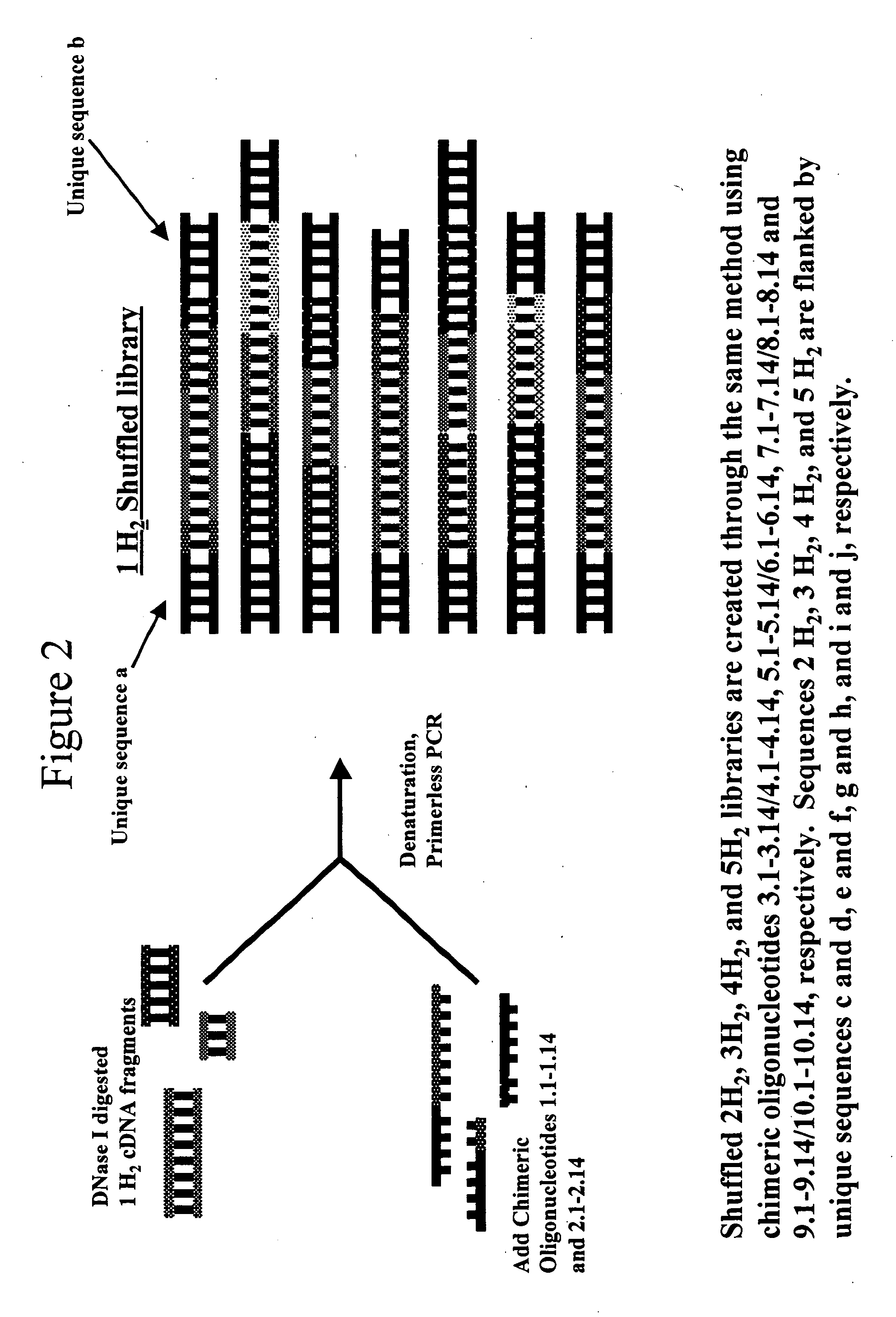 Methods and compositions for evolving microbial hydrogen production