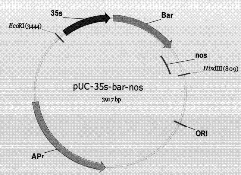 A gene automatic deletion binary system and its related plant expression vector for biosafety control of exogenous genes in sexually propagated plants