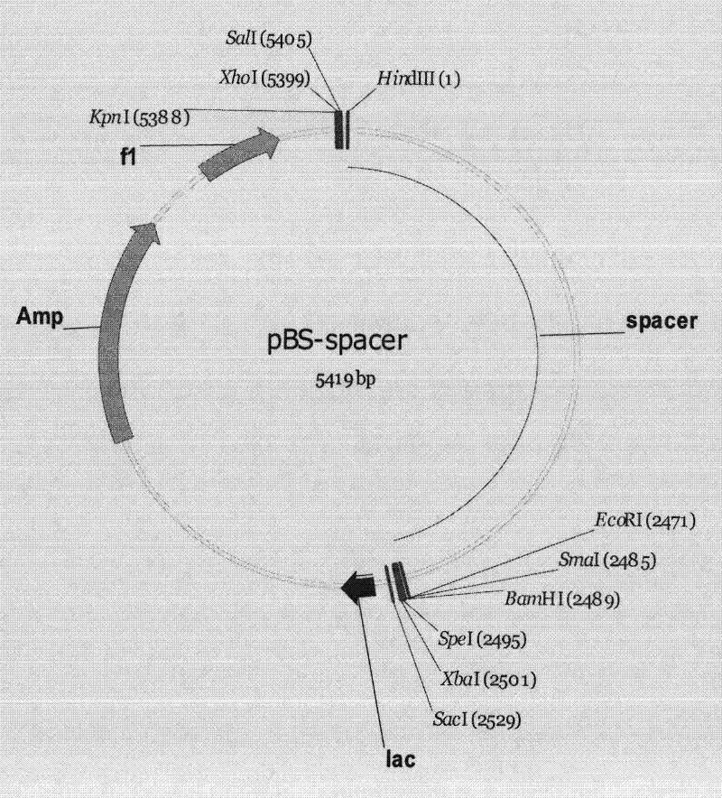 A gene automatic deletion binary system and its related plant expression vector for biosafety control of exogenous genes in sexually propagated plants