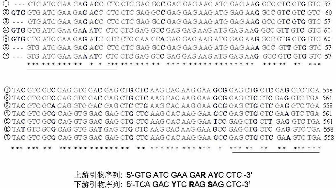 Genetic engineering bacterium capable of promoting biological synthesis of medermycin and application thereof