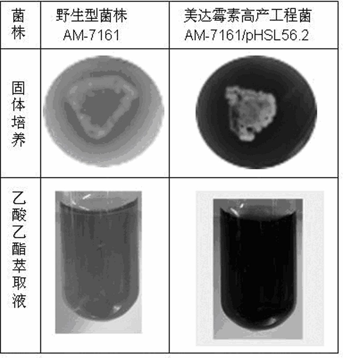 Genetic engineering bacterium capable of promoting biological synthesis of medermycin and application thereof