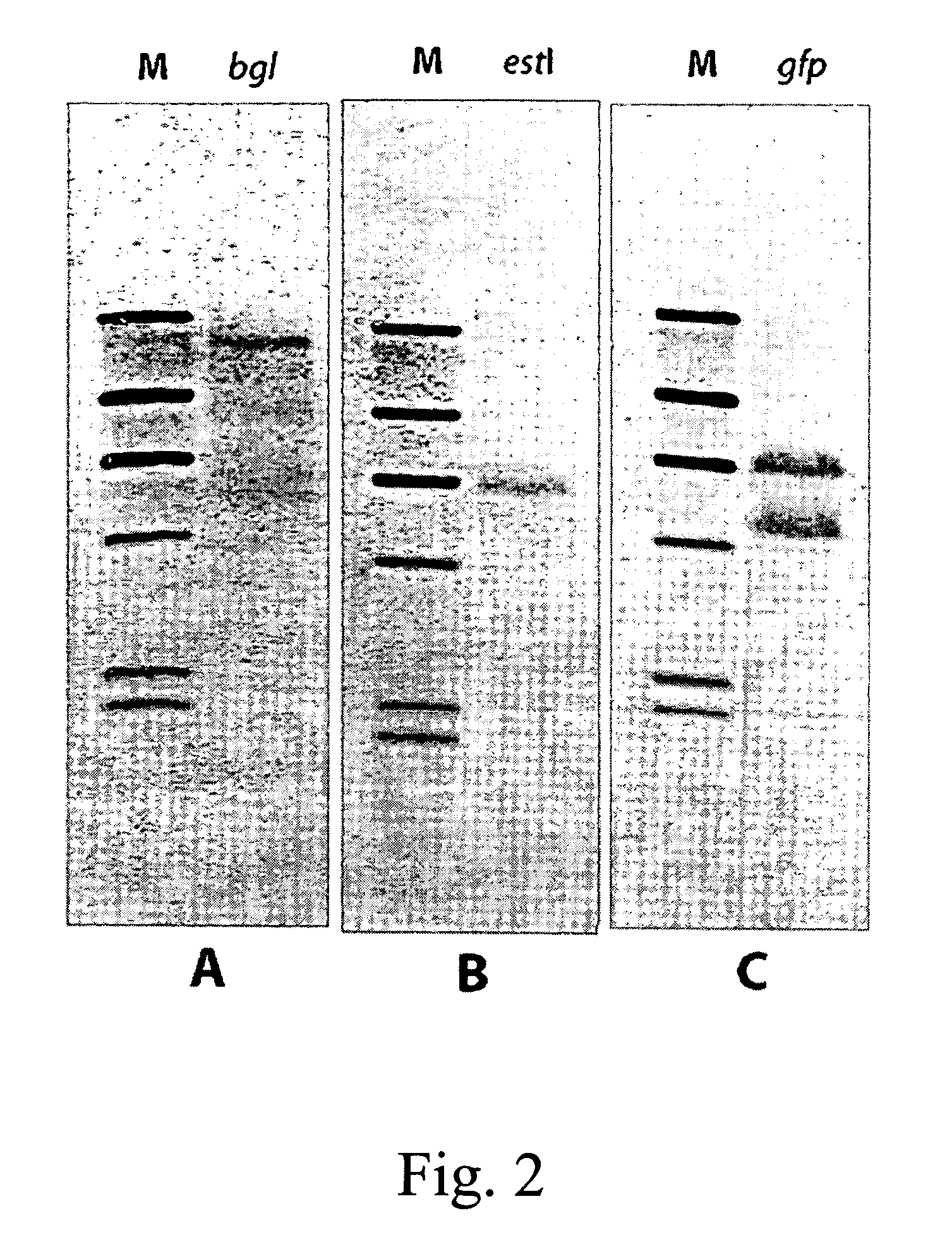 Multicopy-integration of heterologous genes and expression in methylobacterium