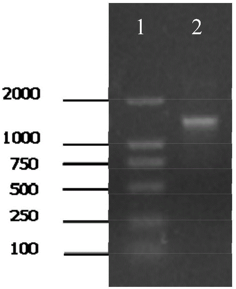 Pantoea amidase, gene, vector, engineering bacterium and application thereof