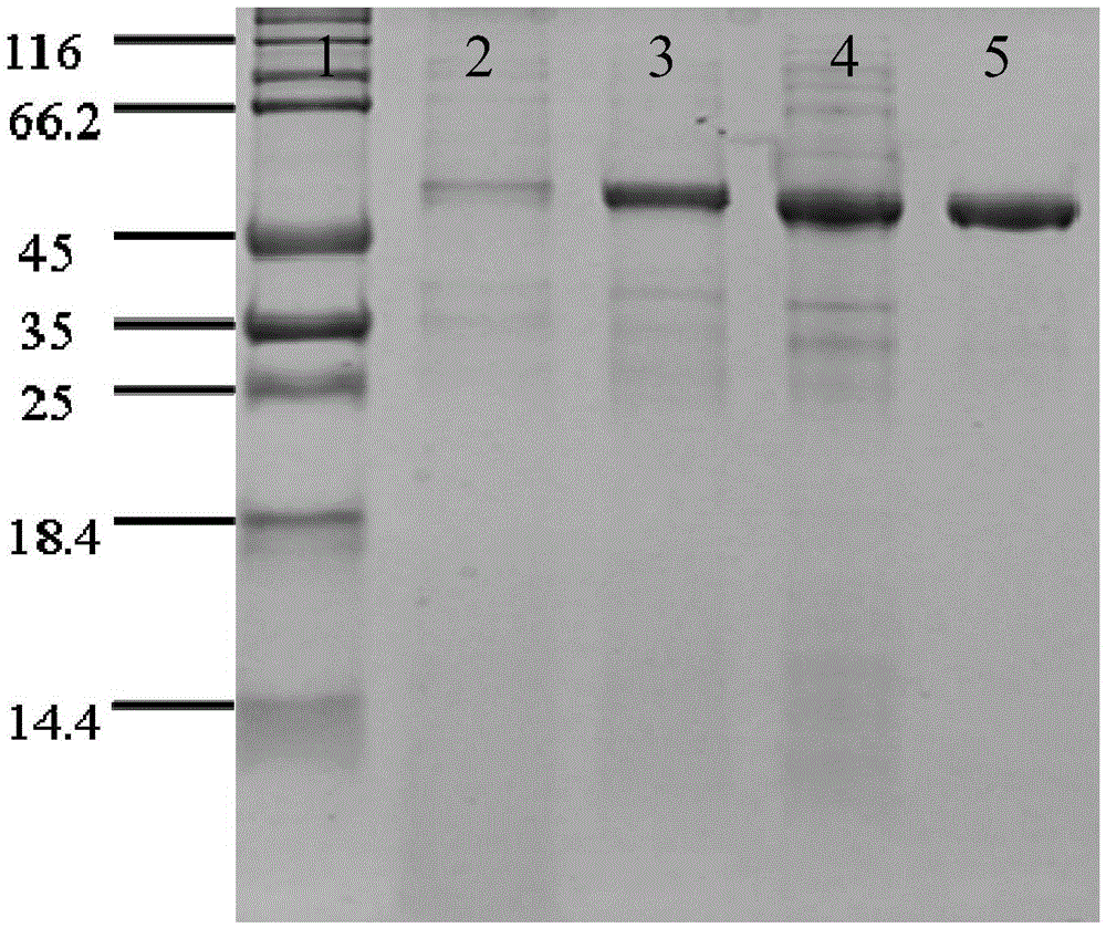 Pantoea amidase, gene, vector, engineering bacterium and application thereof