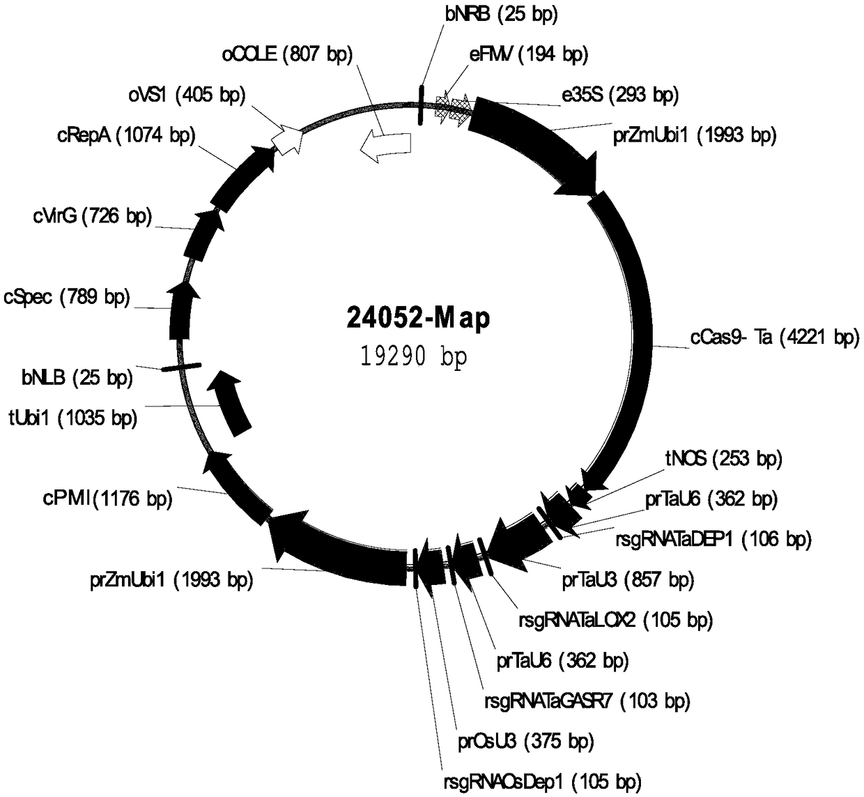 Method for optimizing wheat gene editing efficiency