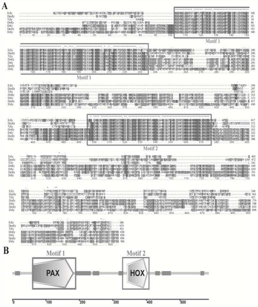 Exopalaemon carinicauda compound eye development regulation gene and guide RNA, and acquisition and application thereof