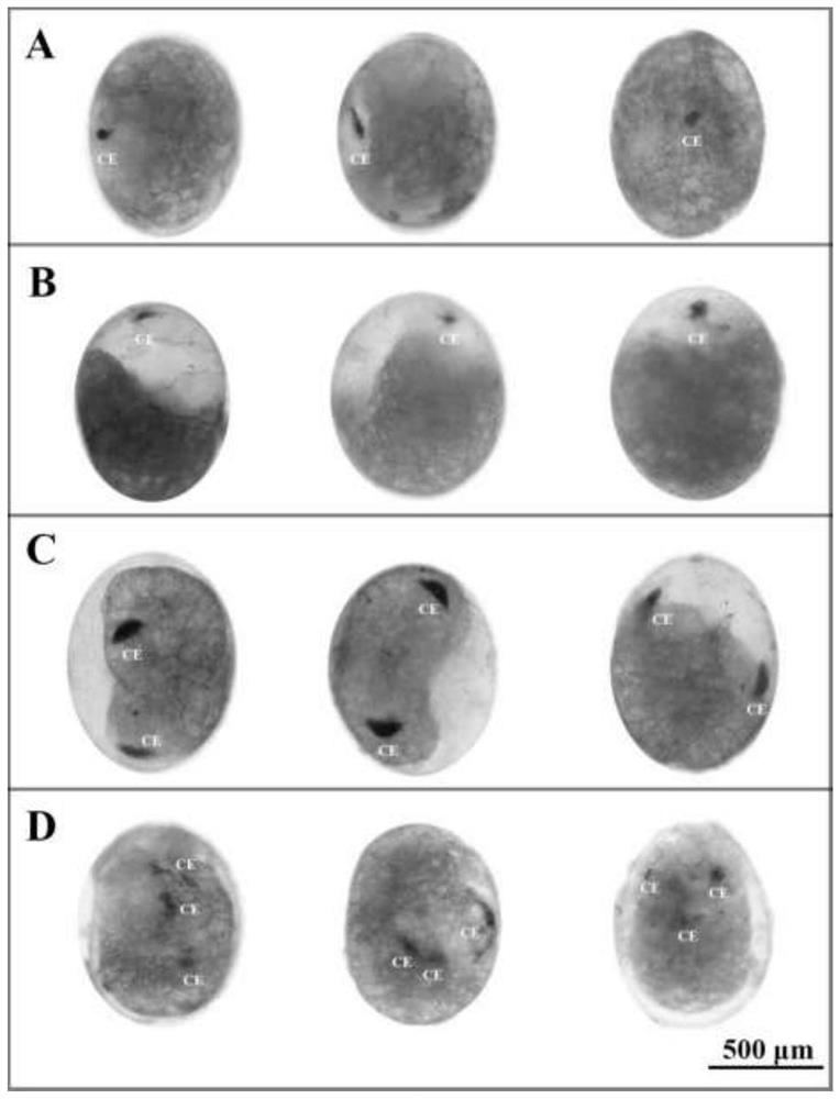 Exopalaemon carinicauda compound eye development regulation gene and guide RNA, and acquisition and application thereof