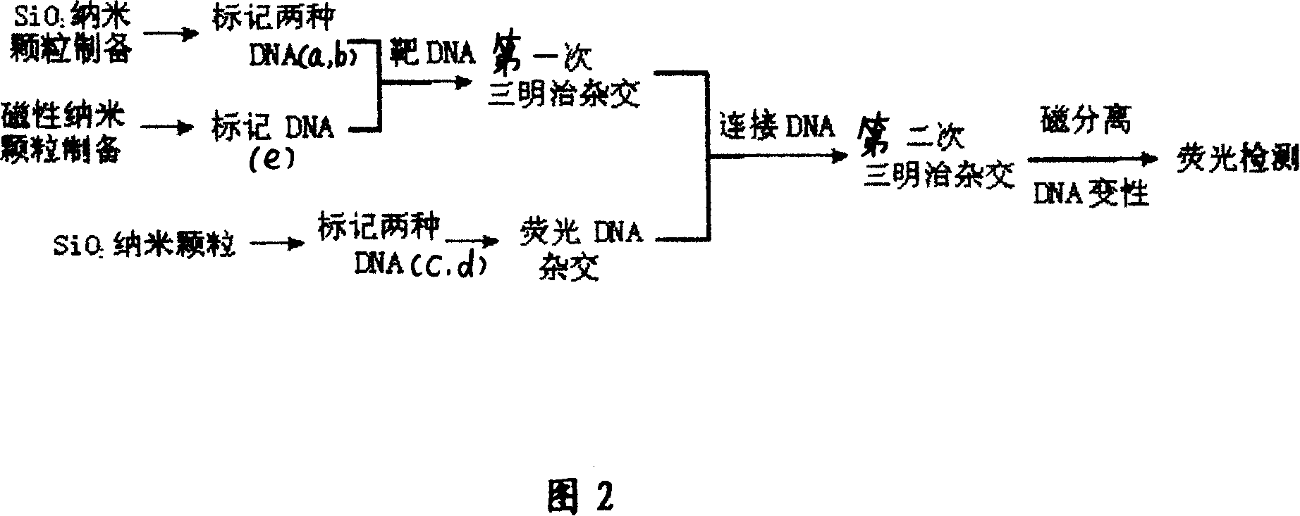 Method for detecting DNA by stacking hybridization fluorescent amplify magnetic separation