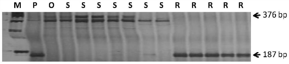 Molecular markers tightly linked to broad-spectrum resistance to tomato scab and uses thereof