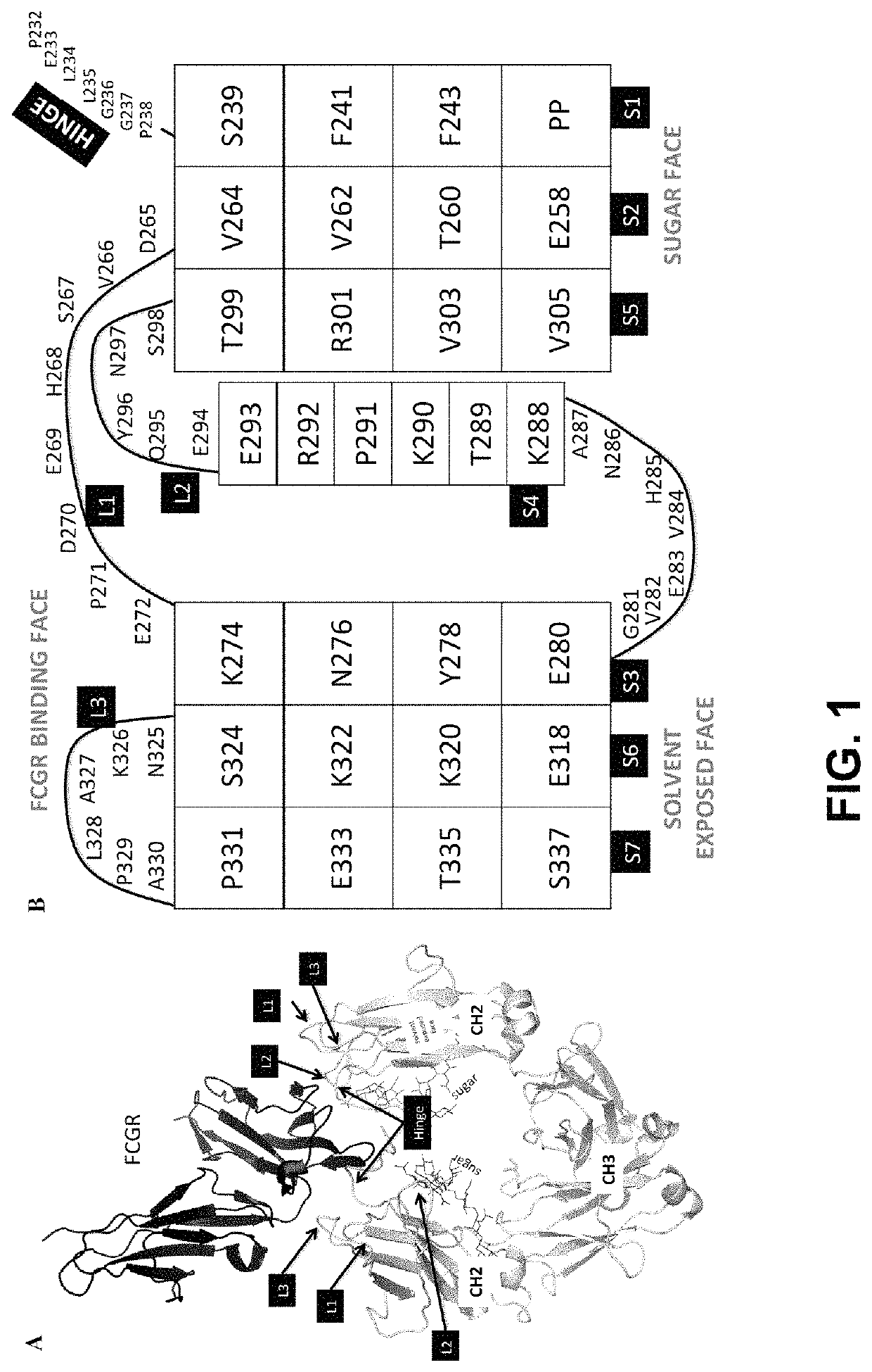 Heteromultimers with reduced or silenced effector function