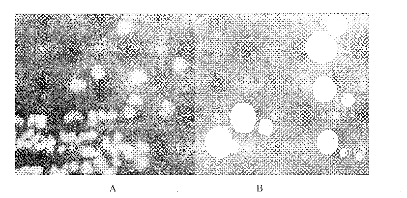 Polyene macrolides compound, preparation and application thereof