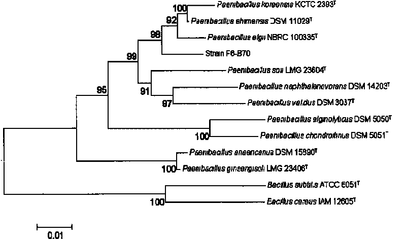 Polyene macrolides compound, preparation and application thereof