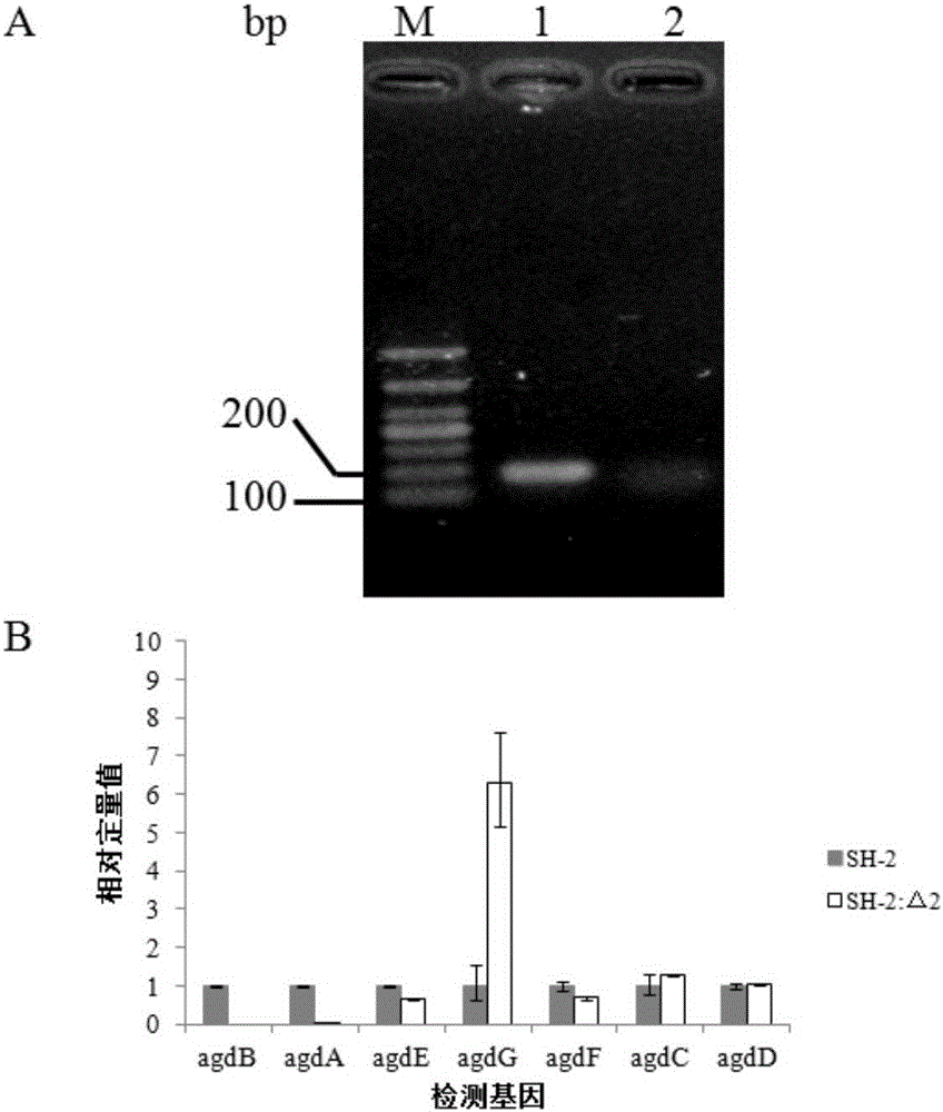 Saccharifying enzyme high-yield strain gene knockout recombinant bacteria with low trans-glycoside enzyme background as well as construction method and application thereof