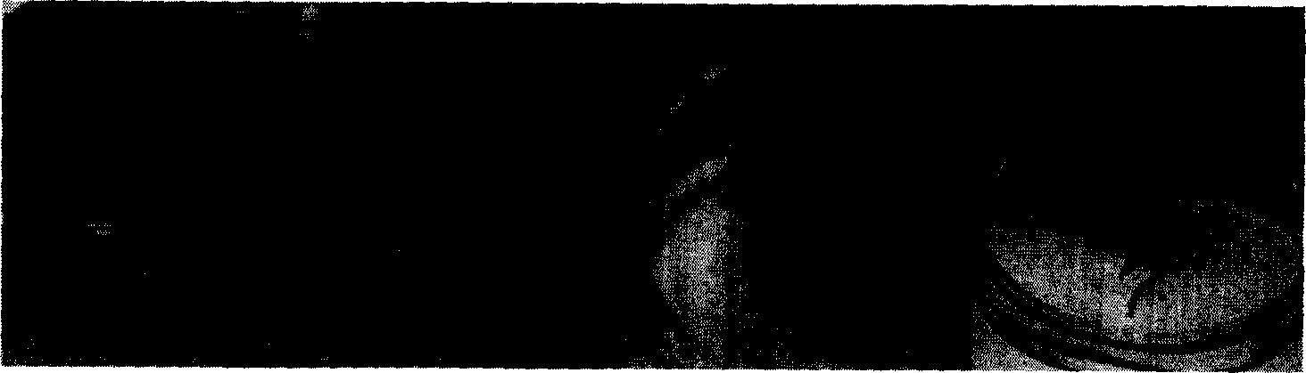 Root inductive method for microbody reproduction of Japan dahurian larch