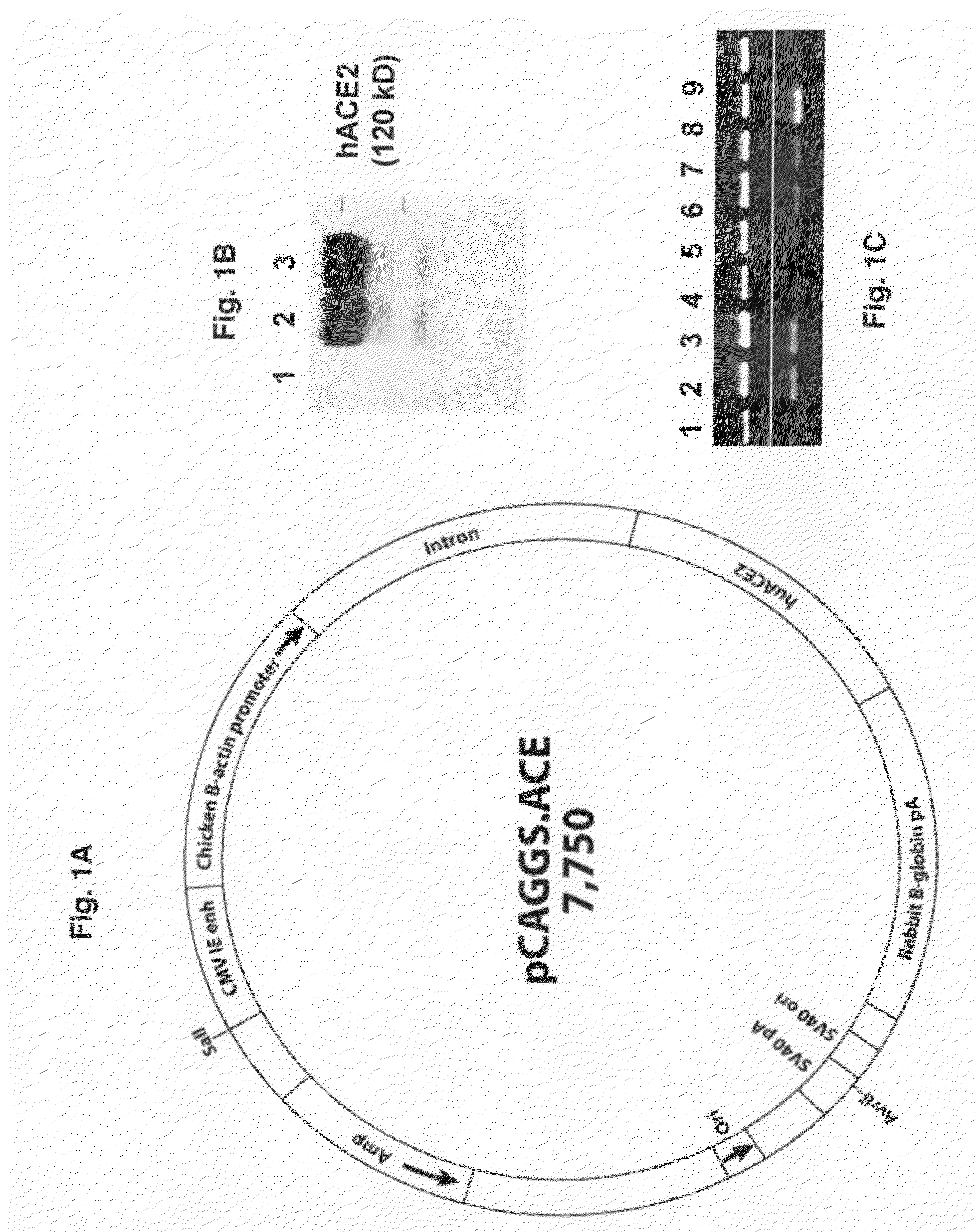 Transgenic Mouse Lines Expressing Human Ace2 and Uses Thereof