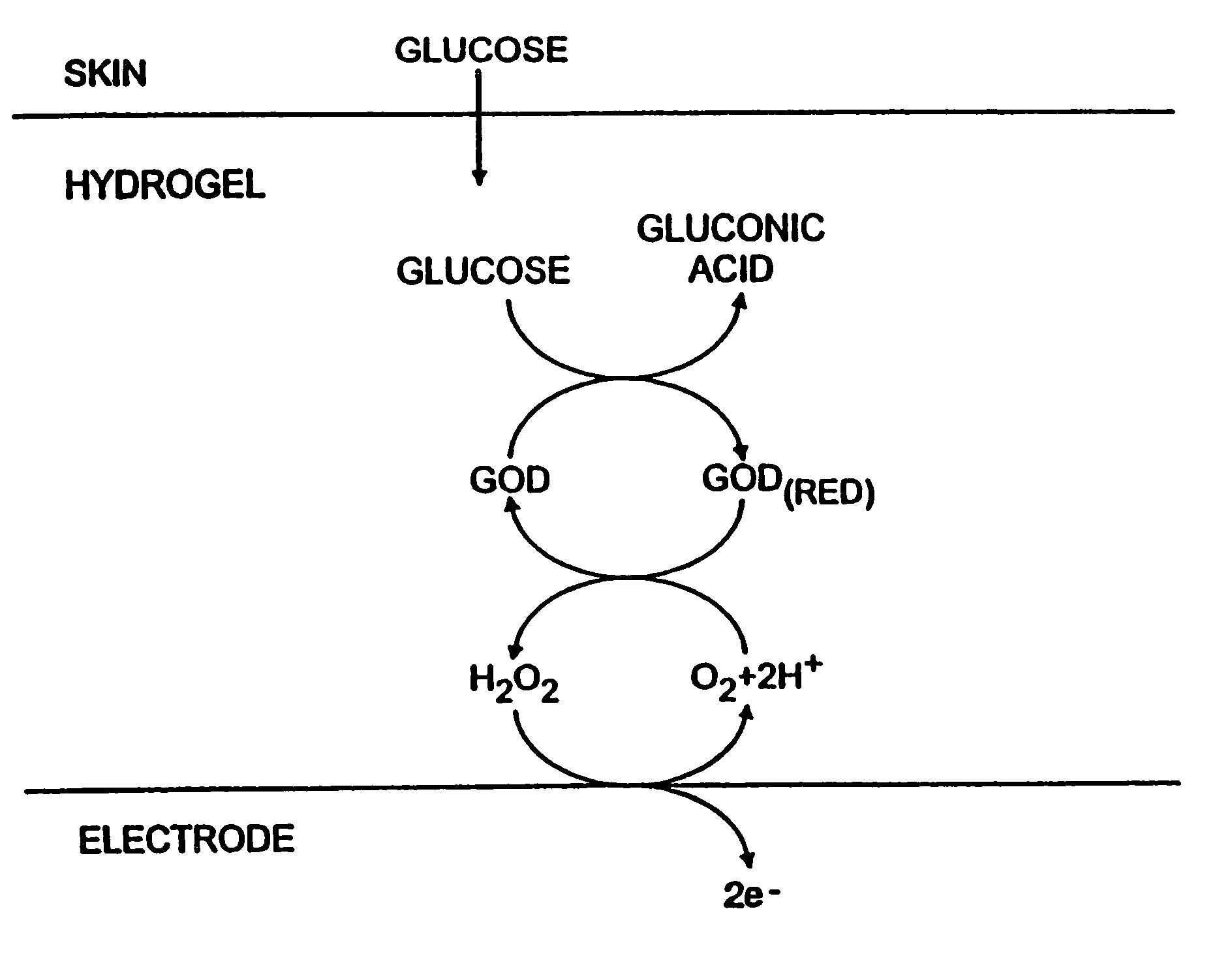 Biosensor and methods of use thereof