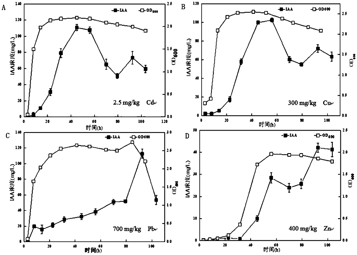 Multi-heavy-metal-resistant strain for producing indoleacetic acid and application of multi-heavy-metal-resistant strain