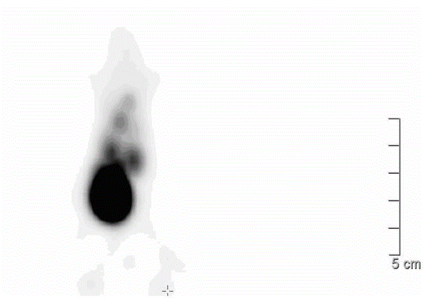 EphB4 acceptor targeting polypeptide and applications thereof