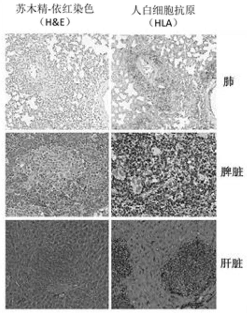 A mouse model of circulating tumor cells, its construction method and application