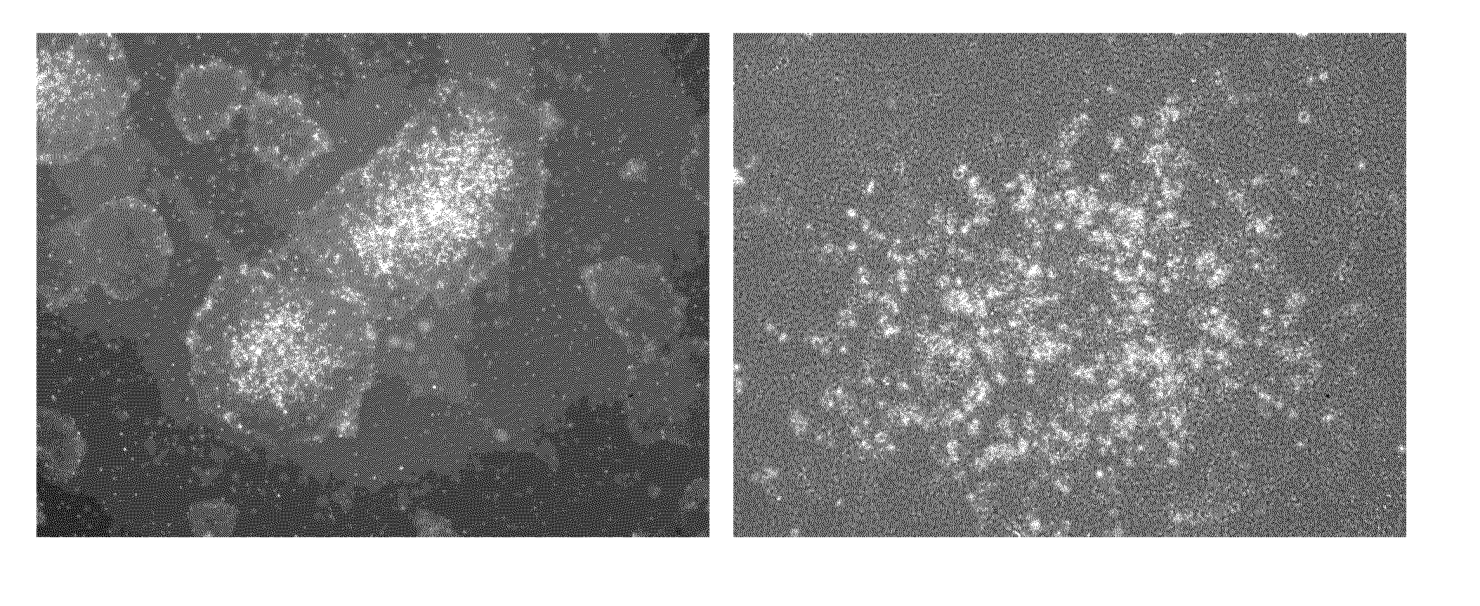 Method of Differentiating Stem Cells