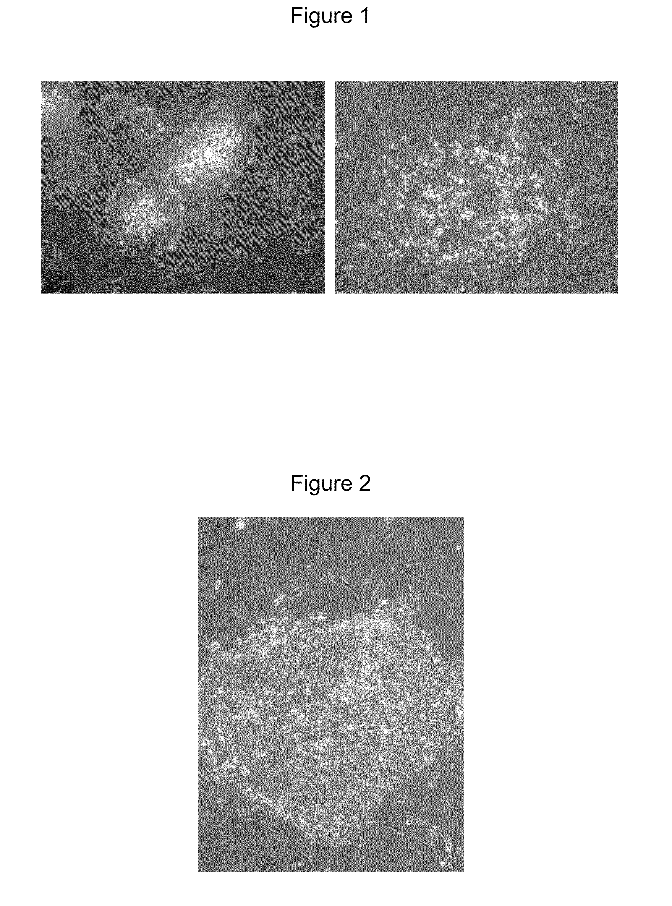 Method of Differentiating Stem Cells