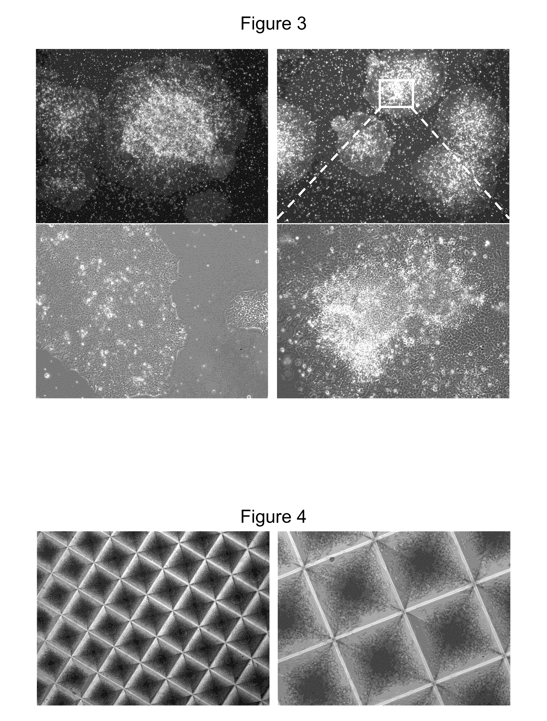 Method of Differentiating Stem Cells