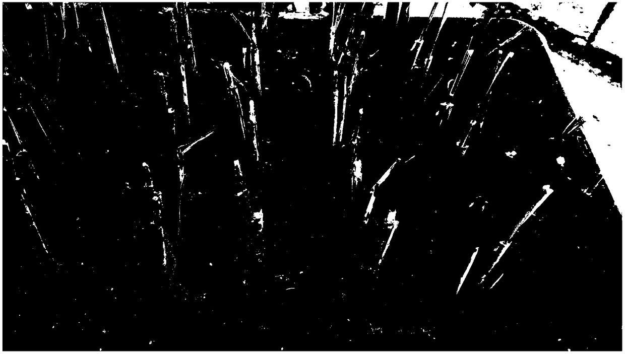 Resistance large-scale accurate identification method for resisting brown plant-hopper in rice adult-plant stage