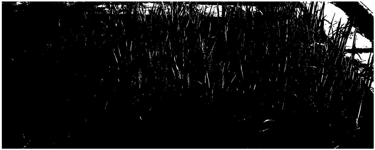 Resistance large-scale accurate identification method for resisting brown plant-hopper in rice adult-plant stage