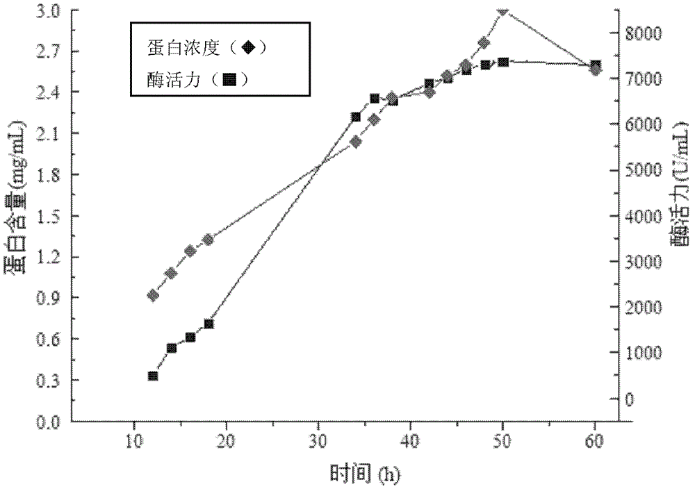 Rhizomucor miehei strain and application thereof in preparation of Beta-glucanase and chymosin