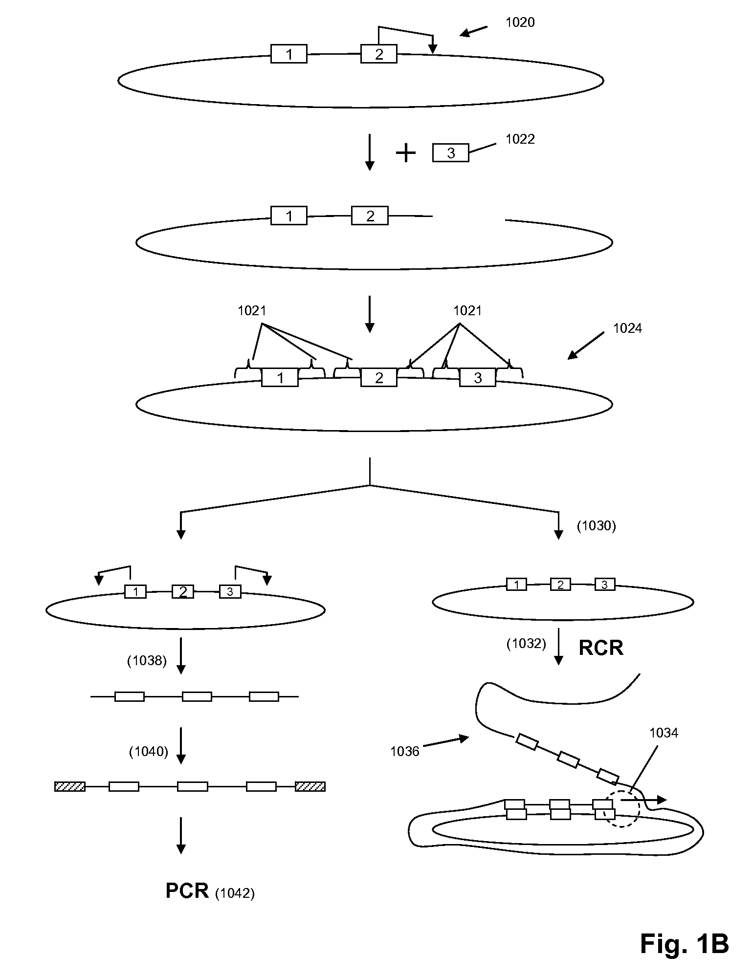 High throughput genome sequencing on DNA arrays