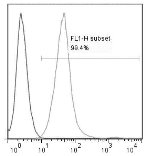 A kind of construction method of afft1 cell