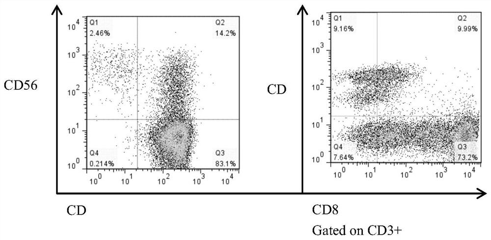 A kind of construction method of afft1 cell