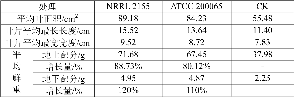 Application of thermophilic bacteria in fertility improvement and potassium fertilizer and magnesium fertilizer content increase