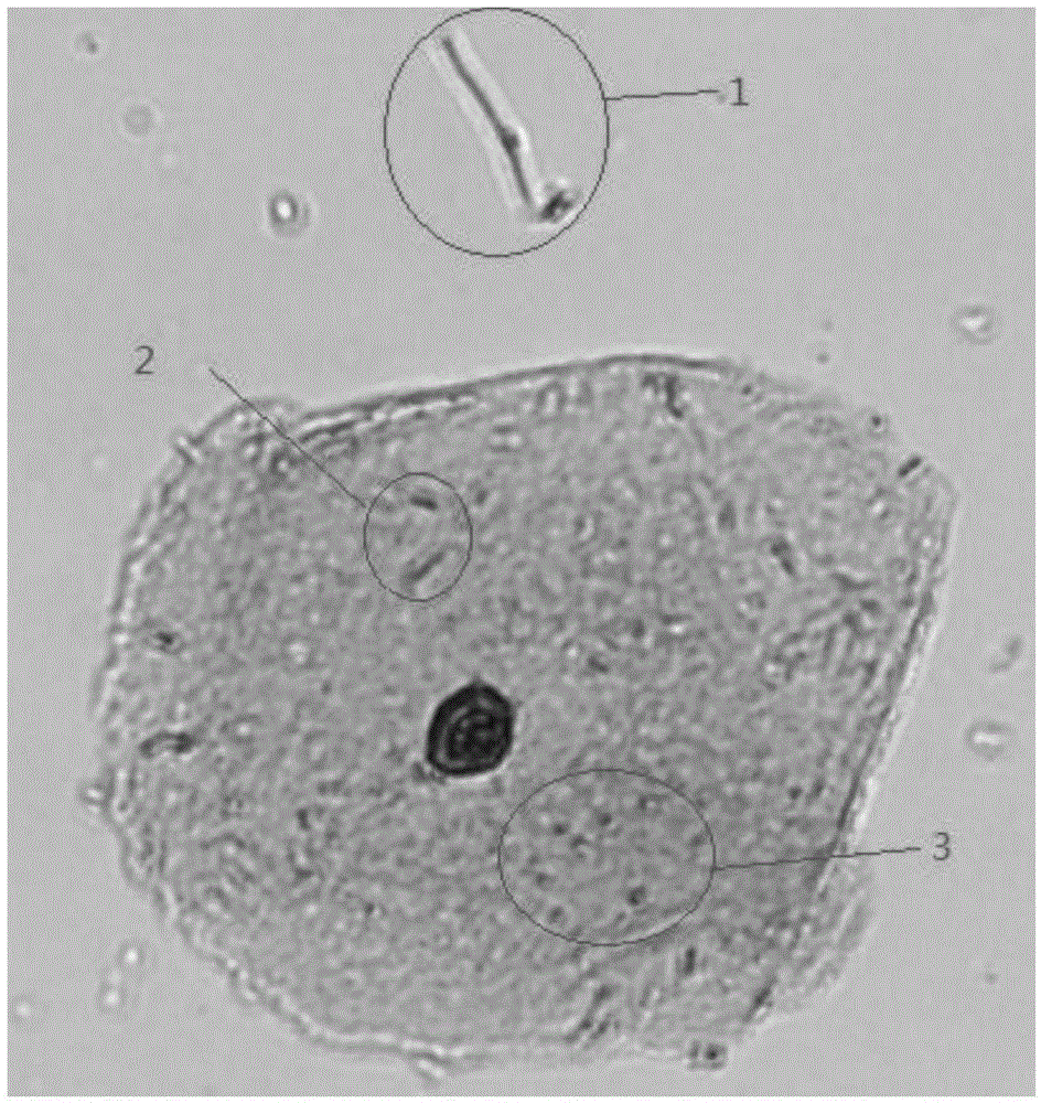 Depth of field-increasing microscopic optical system