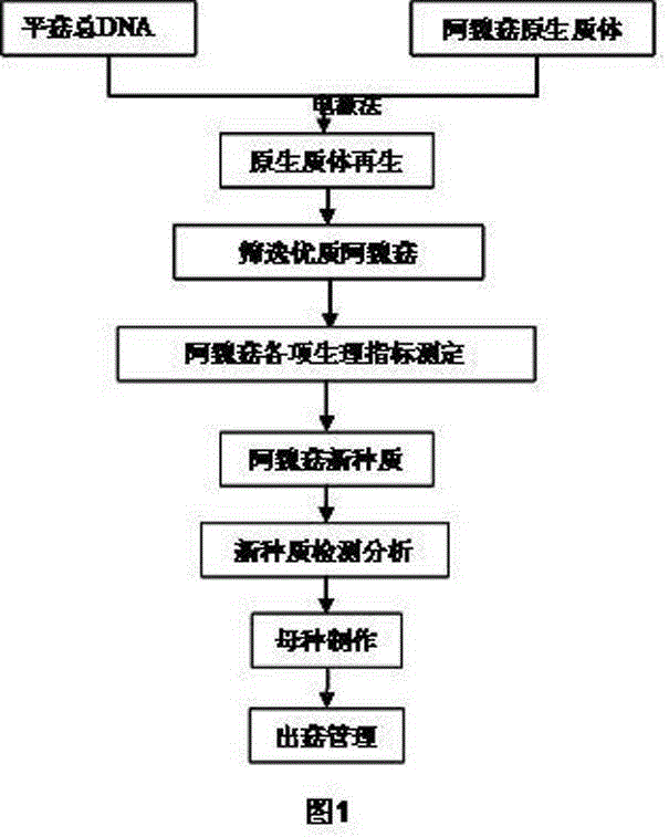 Electroporation conversion method for breeding high-temperature pleuratus ferulae