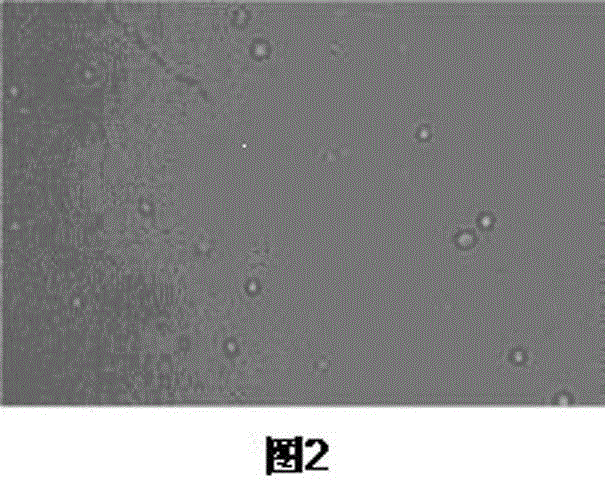 Electroporation conversion method for breeding high-temperature pleuratus ferulae