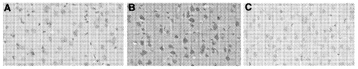 Method for preventing and/or treating chronic traumatic encephalopathy-iv