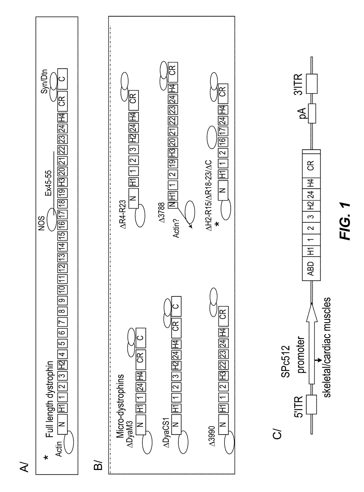 Efficient systemic treatment of dystrophic muscle pathologies